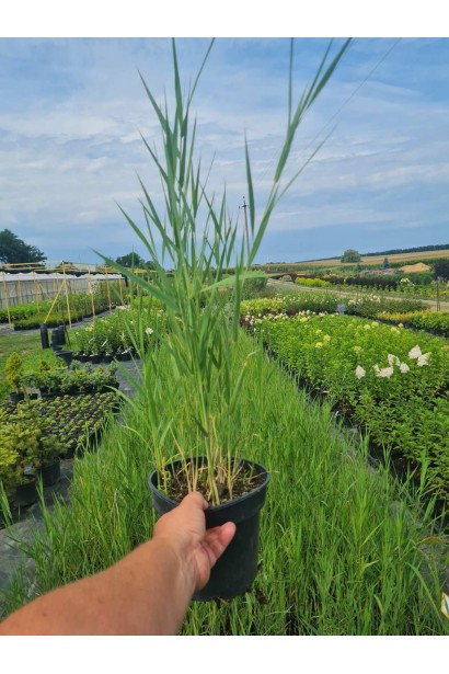 Бамбук Фаргезия Мюриэль3л/вис.45-55см/Ø15-20см